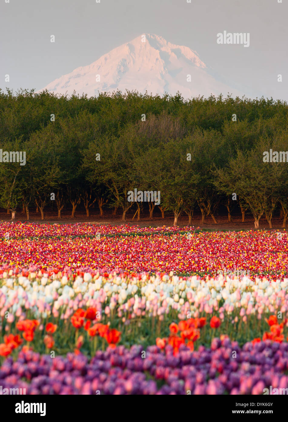 Mehrere Farben von Tulpen wachsen im Feld mit Mt. Hood jenseits Stockfoto