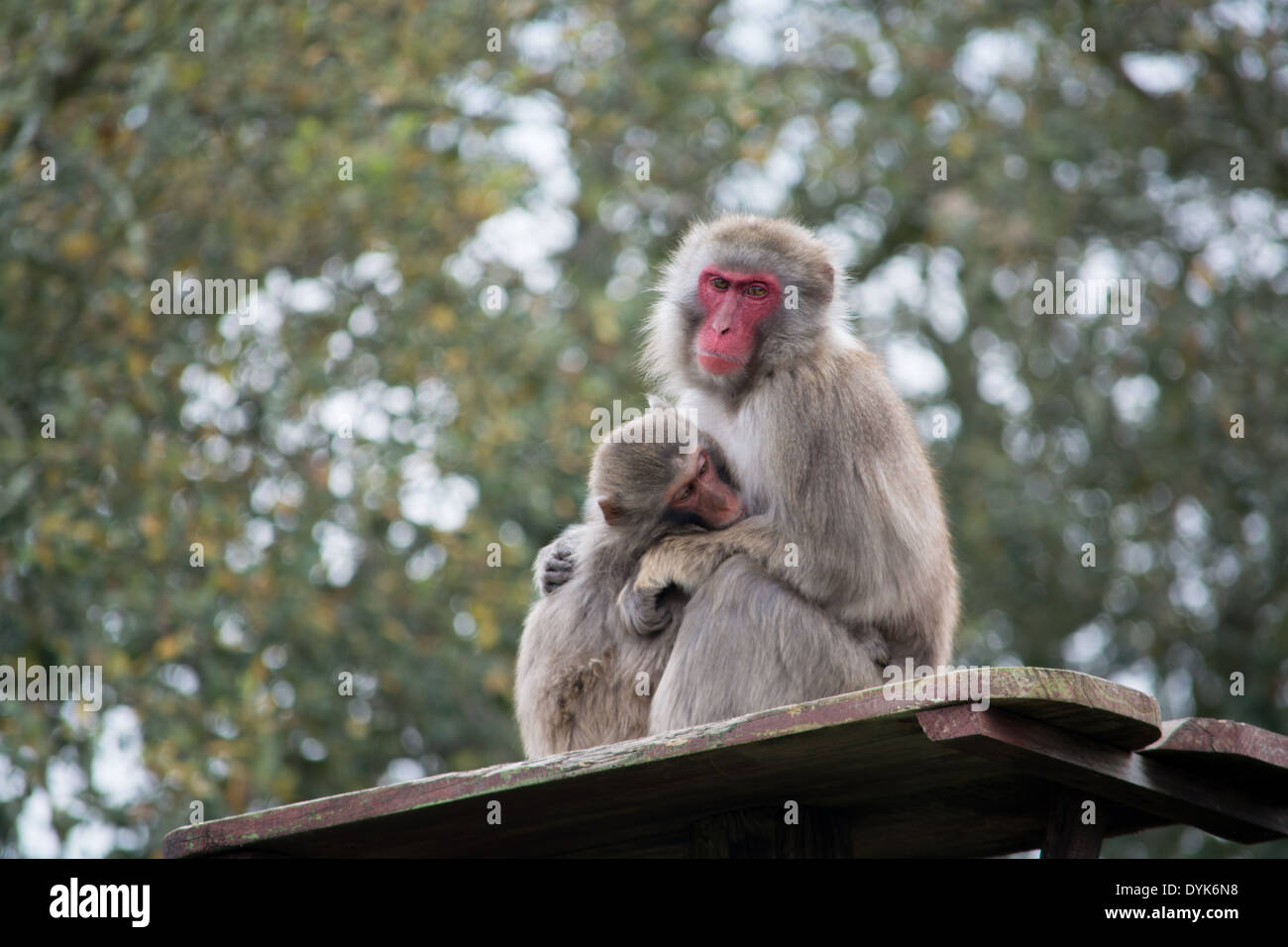 Japanische Affen umarmen Stockfoto