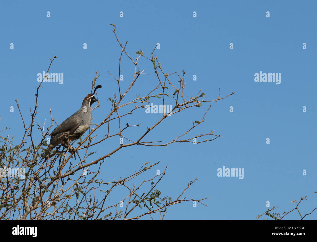 Die Gambels Wachteln in Paleo Verde Baum Arizona Sonoran Wüste Vogel Stockfoto