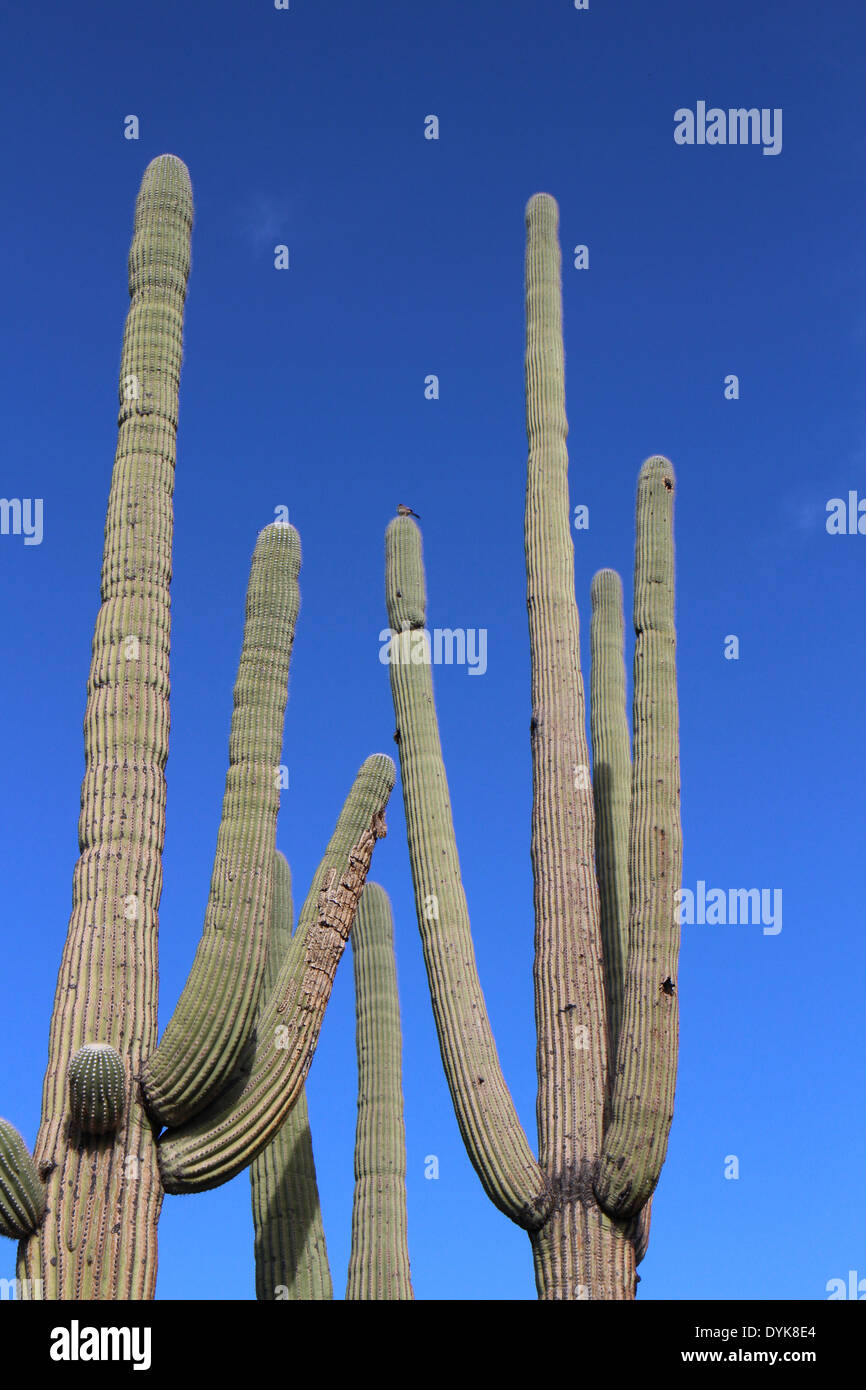 Saguaro-Kaktus-Arizona-Sonora-Wüste Stockfoto