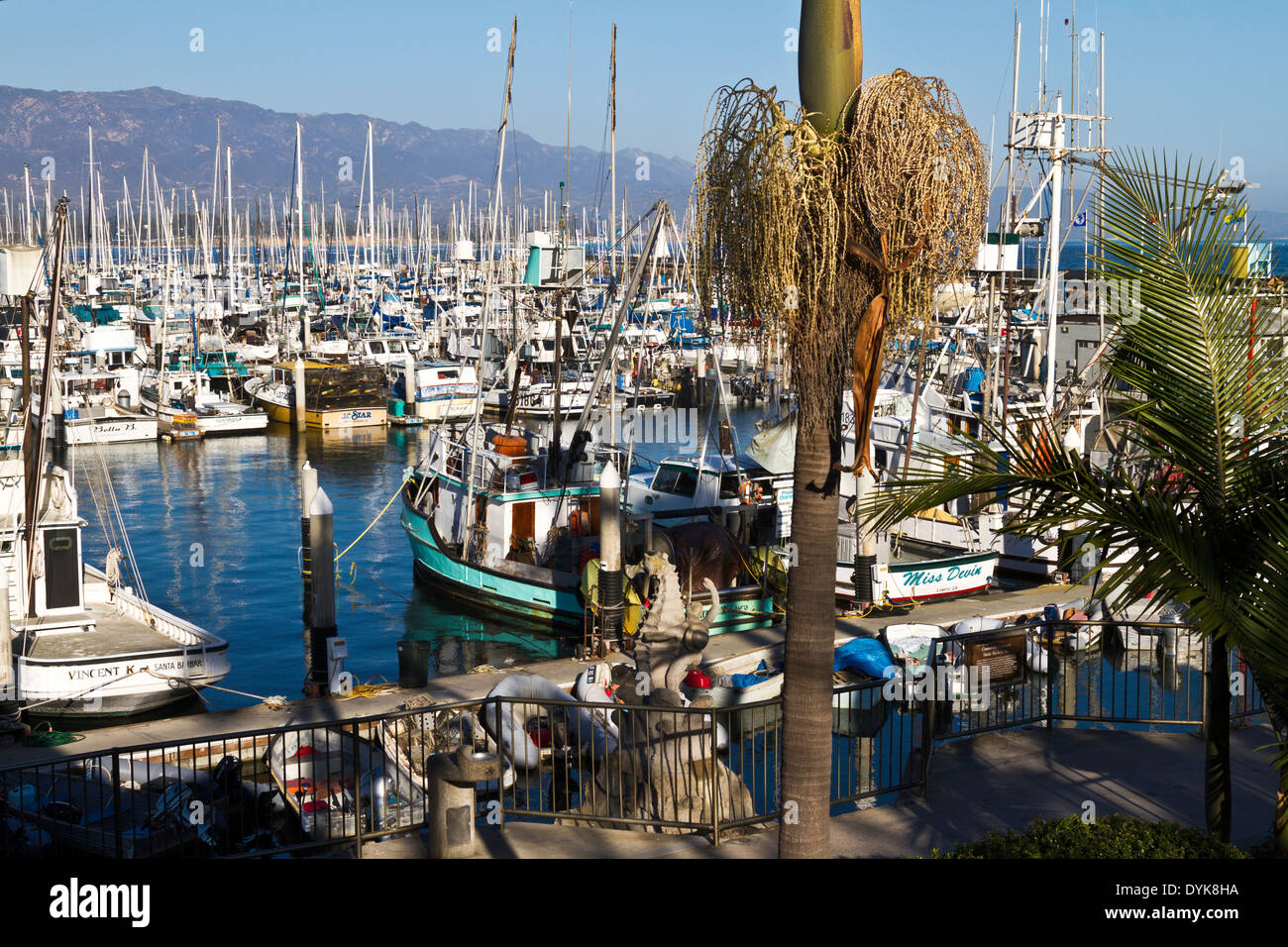 Ein Blick auf Santa Barbara Hafen (Hafen) Boote drängten sich in Kojen, Palmen im Vordergrund, Berge im Hintergrund zeigen. Stockfoto