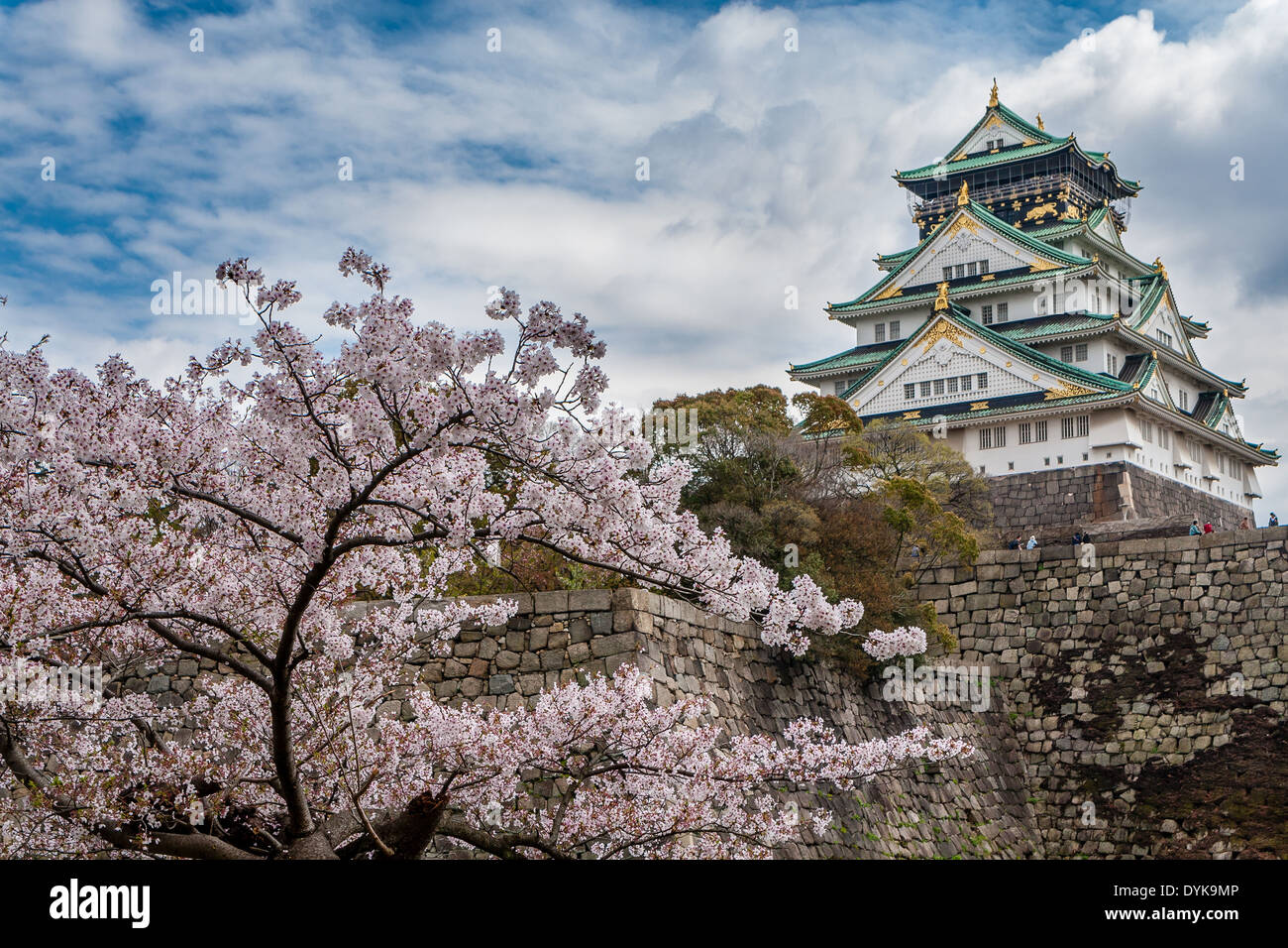 Burg von Osaka am blauen Himmel umgeben von Sakura (Kirschblüte) in Osaka, Japan Stockfoto
