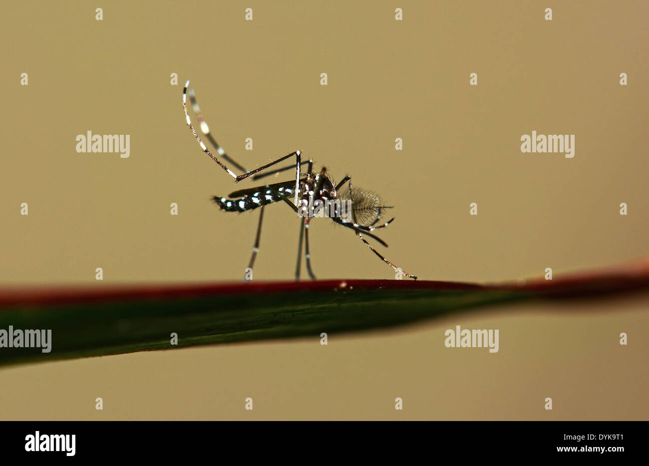 Asiatische Tiger-Mosquito, Aedes albopictus Stockfoto