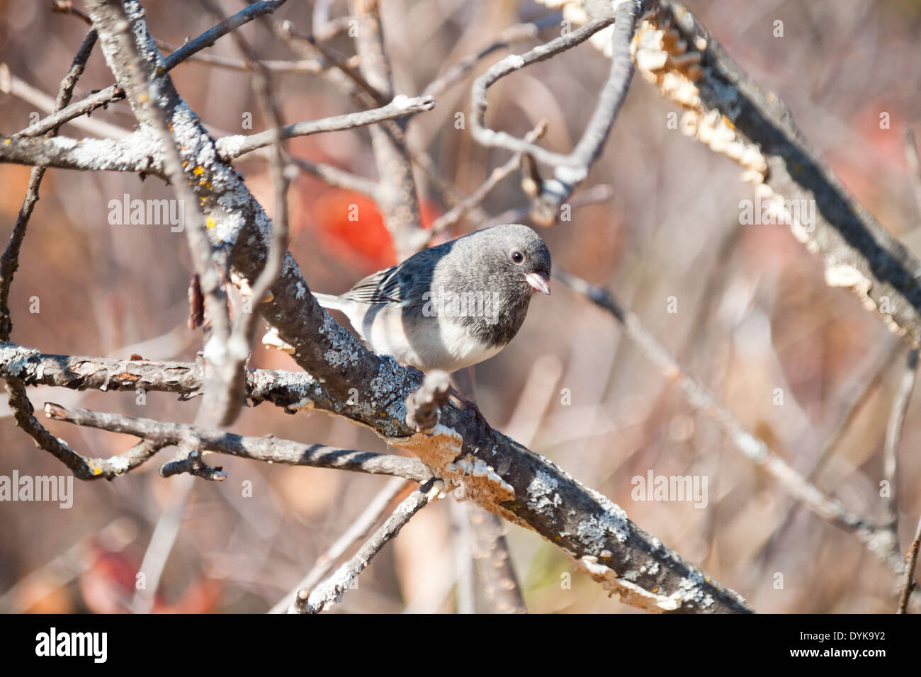 Ein Erwachsener Schiefer – farbige Junco (Junco Hyemalis Hyemalis), eine Unterart der ein dunkel-gemustertes Junco (Junco Hyemalis). Stockfoto