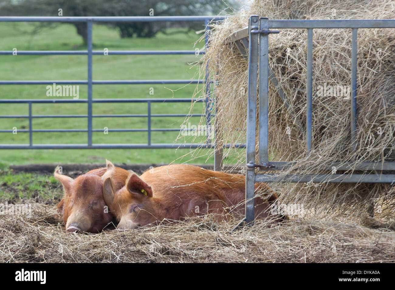 Tamworth Schweine durch eine Heu-bin in einem geschlossenen Raum schlafen Stockfoto