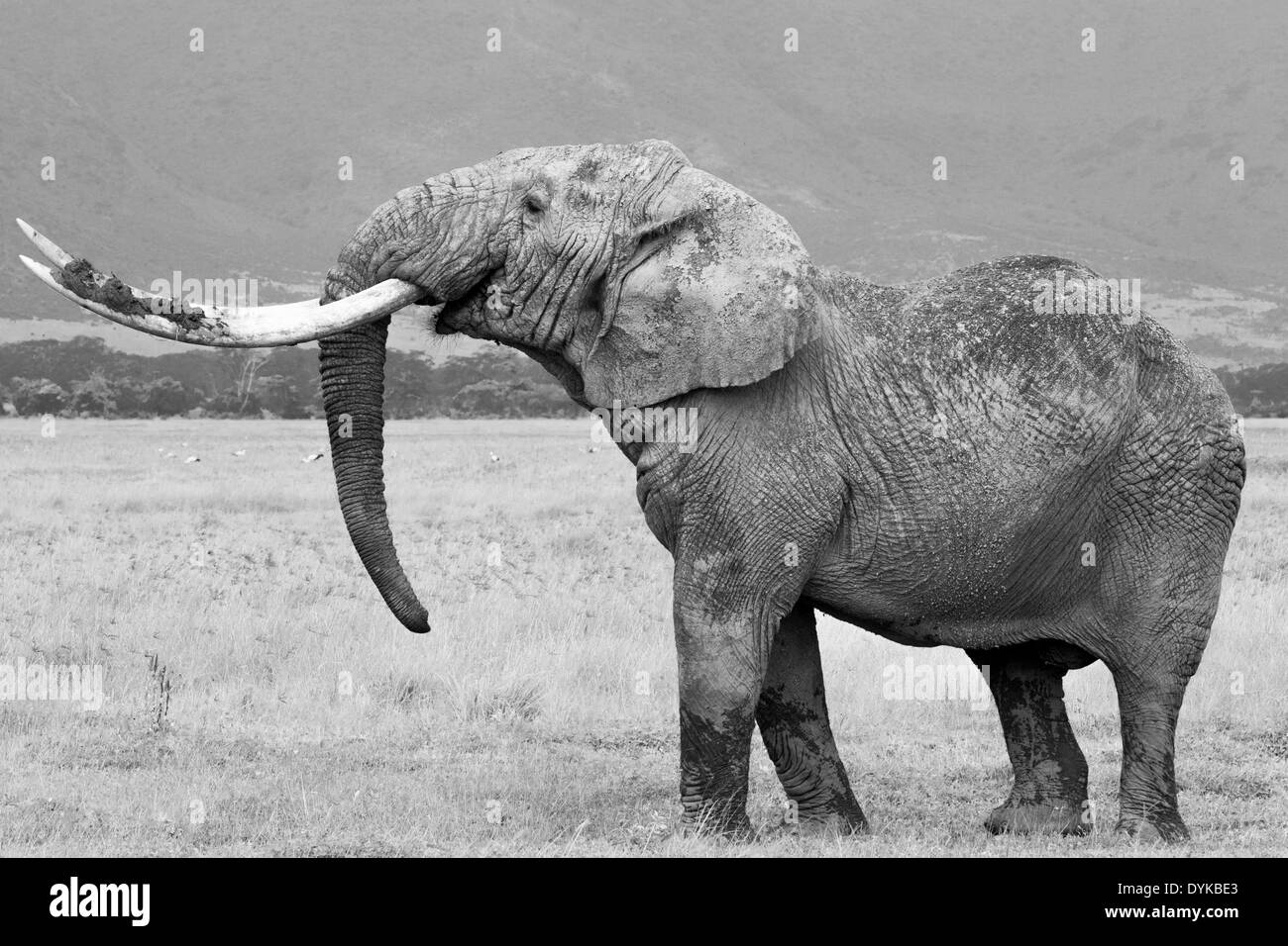 Alten afrikanischen Elefantenbullen (Loxodonta Africana) mit großen Stoßzähnen Stockfoto