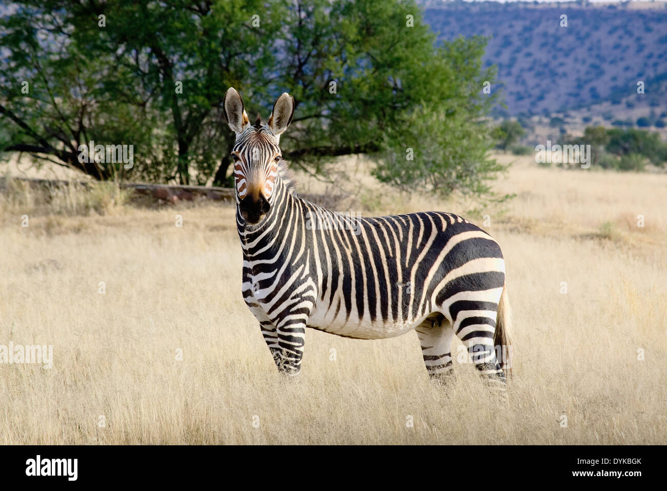 Kap-Bergzebras in ihrer natürlichen Umgebung im Mountain Zebra National Park suchen Stockfoto