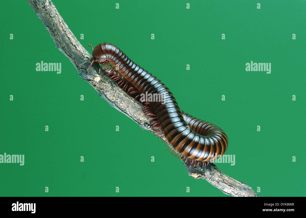 riesigen afrikanischen Miliped auf Ast Stockfoto