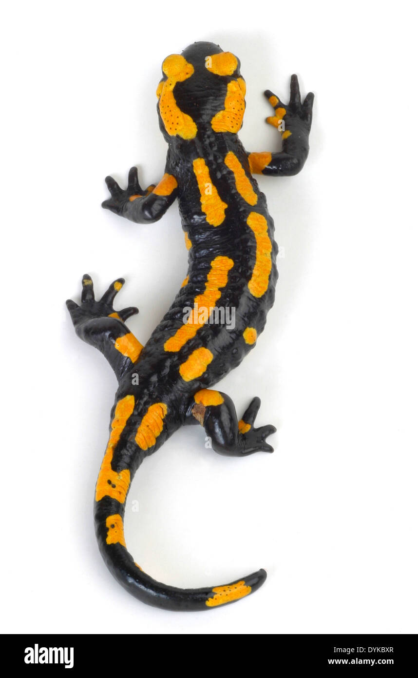 Feuersalamander, Salamandra Salamandra Terrestris, Europäische Feuersalamander Stockfoto