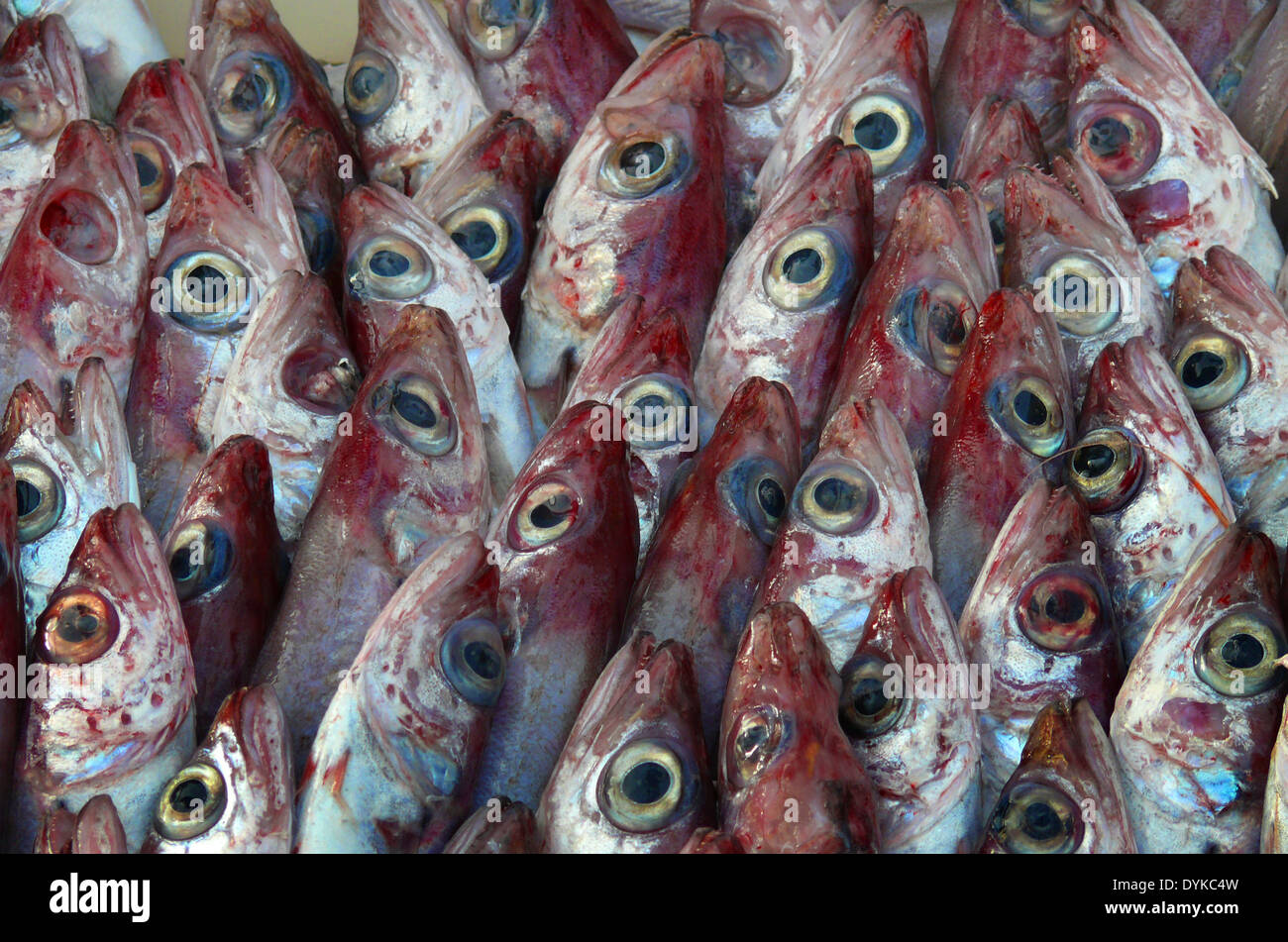 Ed essbare Fische auf einem Markt, Spanien, Mallorca, Alcudia Stockfoto