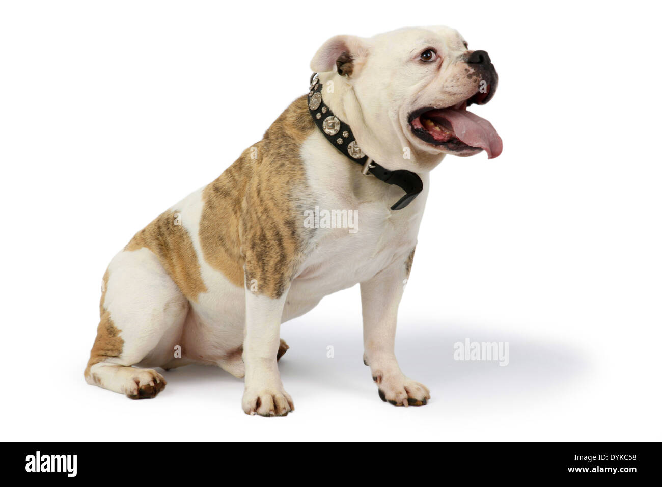 Englische Bulldogge, Canis Lupus F. Familiaris, englische Bulldogge Stockfoto