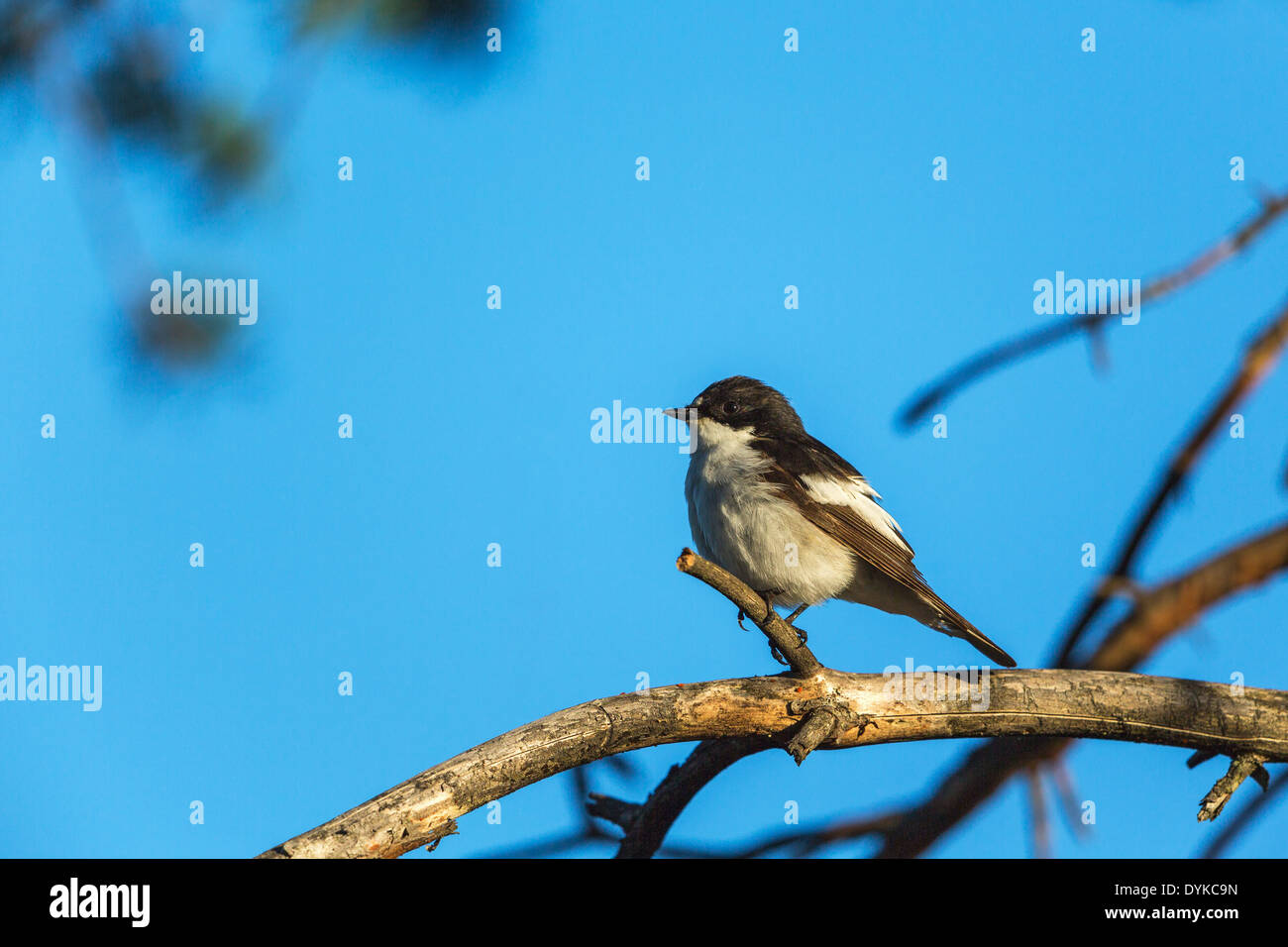 Pied Flycatcher auf einem Ast am Baum Stockfoto