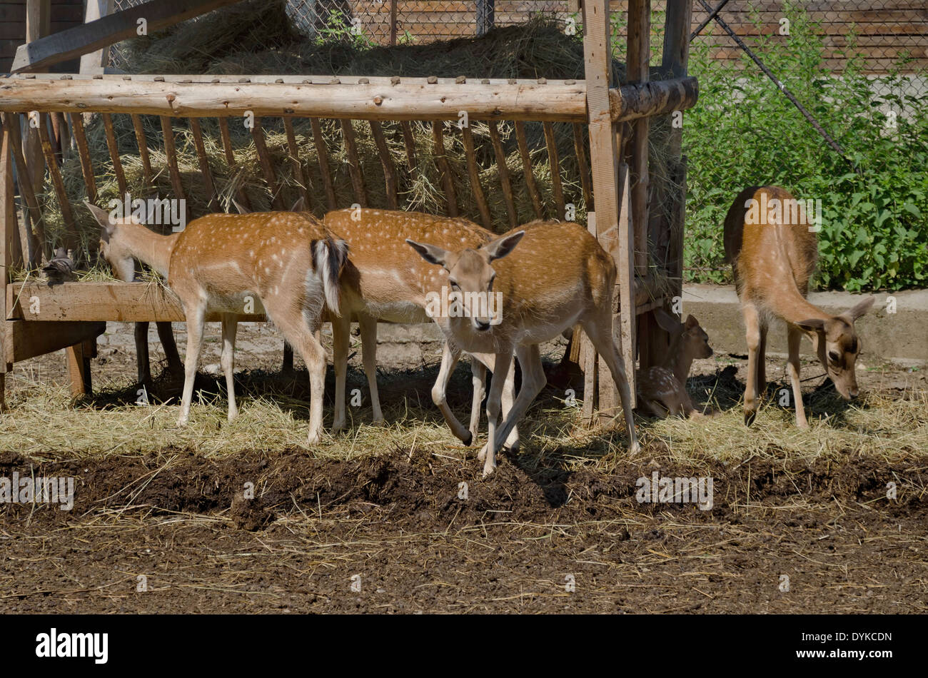Vier Rehe und ein Baby über Rack im Zoo von Sofia, Bulgarien Stockfoto