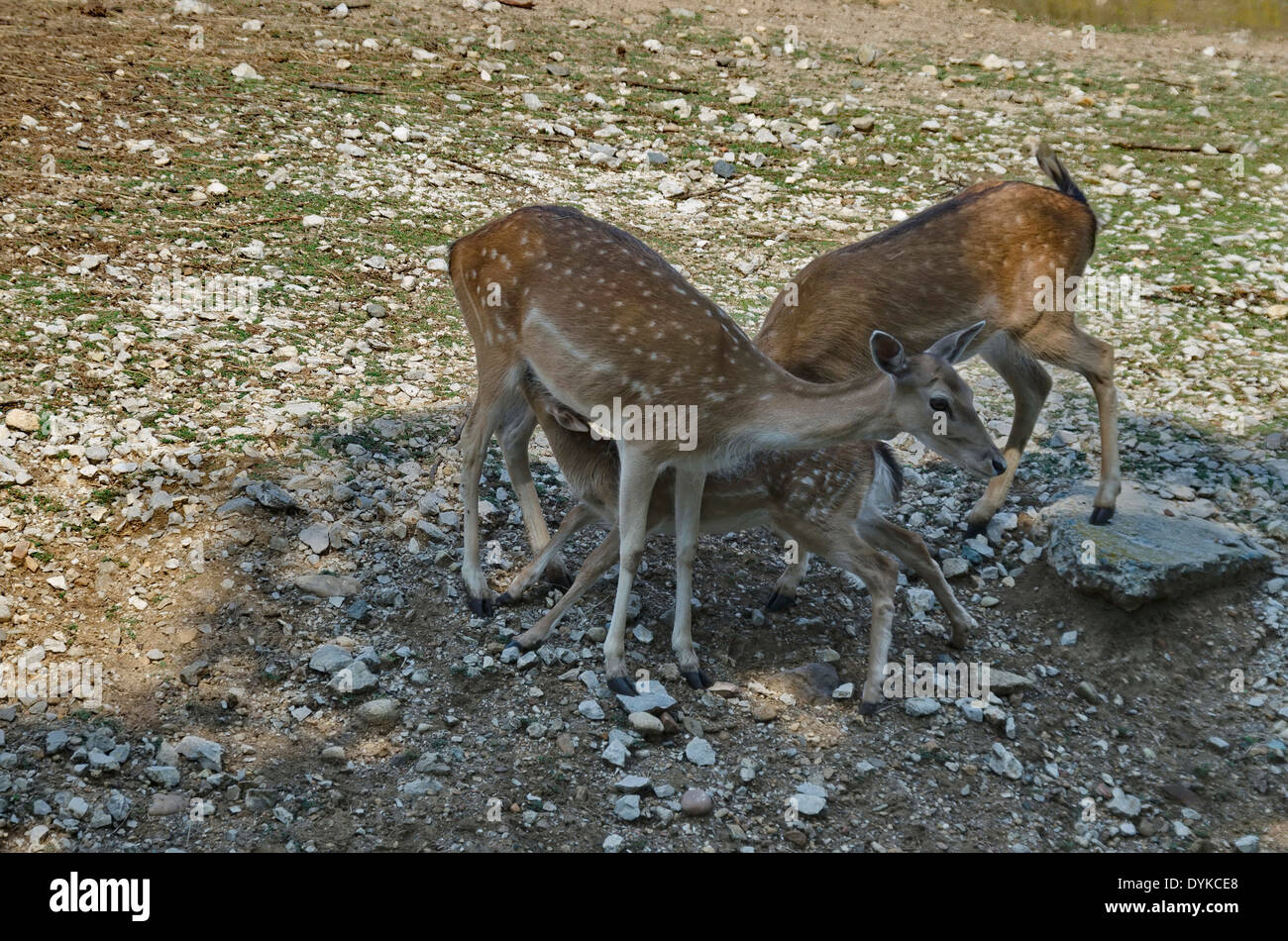 Zwei Rehe und ein Baby auf der Weide im Zoo von Sofia, Bulgarien Stockfoto