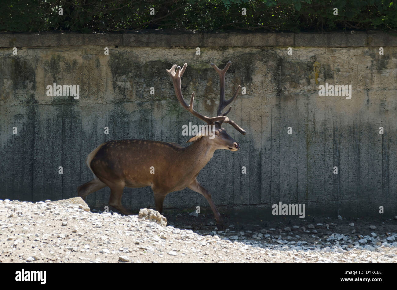 Ein Reh, eine Wende im Zoo von Sofia, Bulgarien Stockfoto