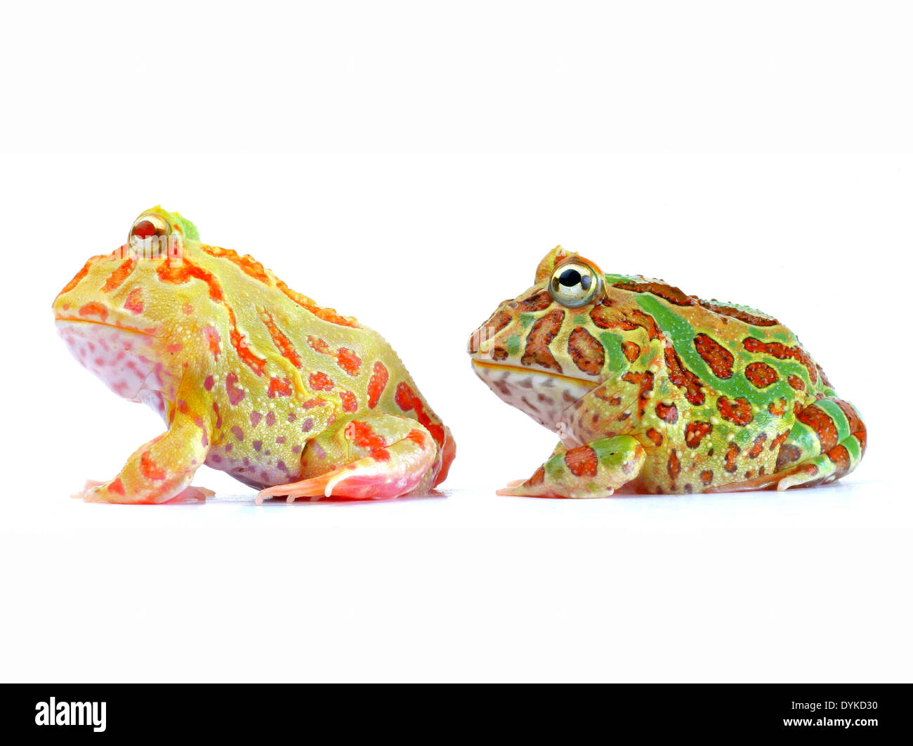 argentinische gehörnten Frosch, Pacman Frog (Ceratophrys Ornata), zwei Personen nebeneinander sitzen. Stockfoto