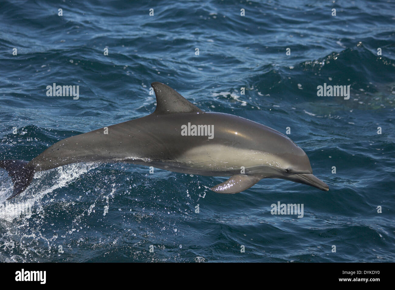 Kapdelfin (Delphinus Capensis) Springt, springen Stockfoto