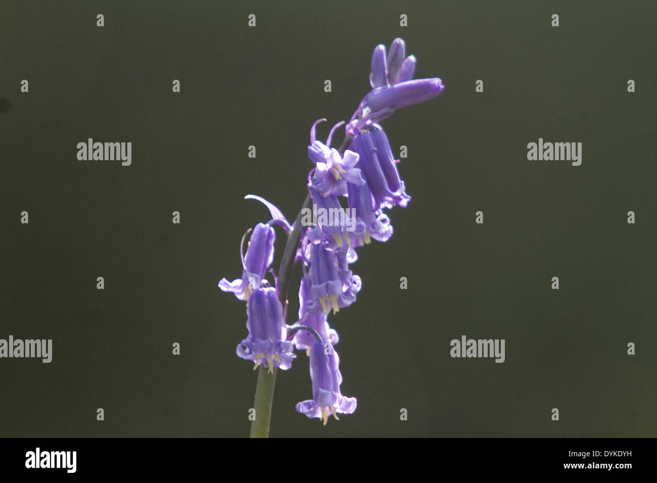 Wimbledon London 21. April. Bluebell Blumen in voller Blüte auf Wimbledon Common Credit: Amer Ghazzal/Alamy Live-Nachrichten Stockfoto