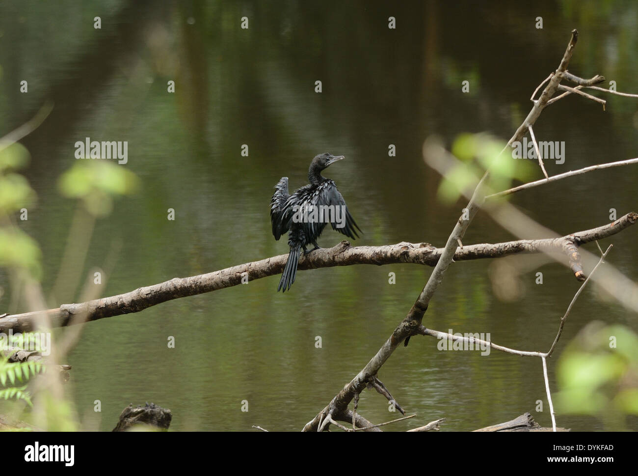 schöne kleine Kormoran (Phalacrocorax Niger) auf der Suche nach Fischen am Fluss Stockfoto