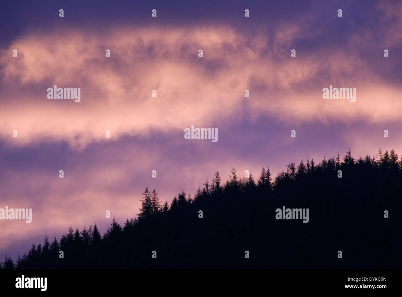 Dawn Wolke Skyscape hinter Silhouette eines Tannenbaums bewaldete Hügel, Snowdonia, Wales, UK Stockfoto