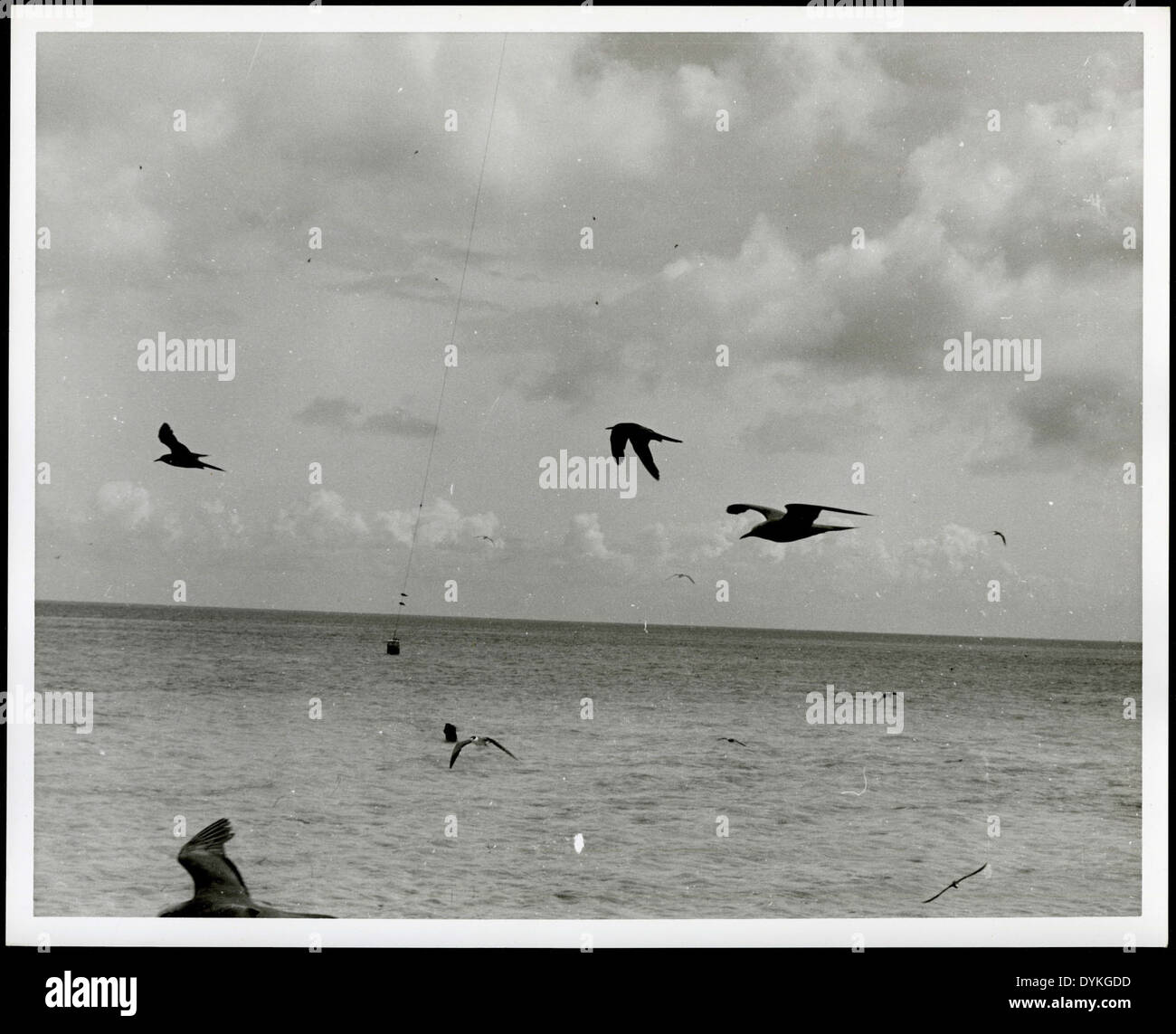 Vögel im Flug im Vordergrund. Antenne unterstützt für LORAN-Turm auf Sand-Johnston Island im Hintergrund, 1963. Stockfoto