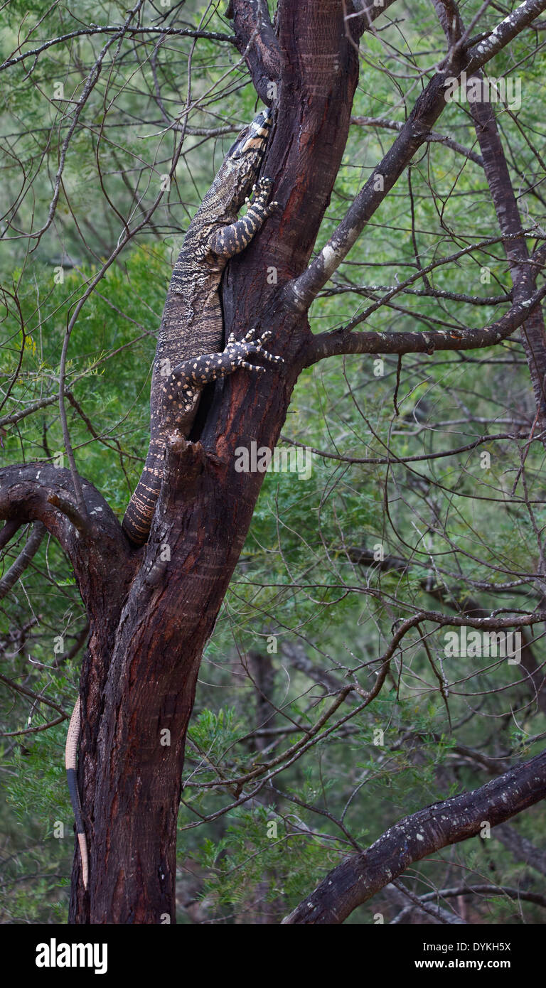 Spitzen-Monitor, Varanus Varius, Kletterbaum, Wollemi Nationalpark, New South Wales, Australien Stockfoto