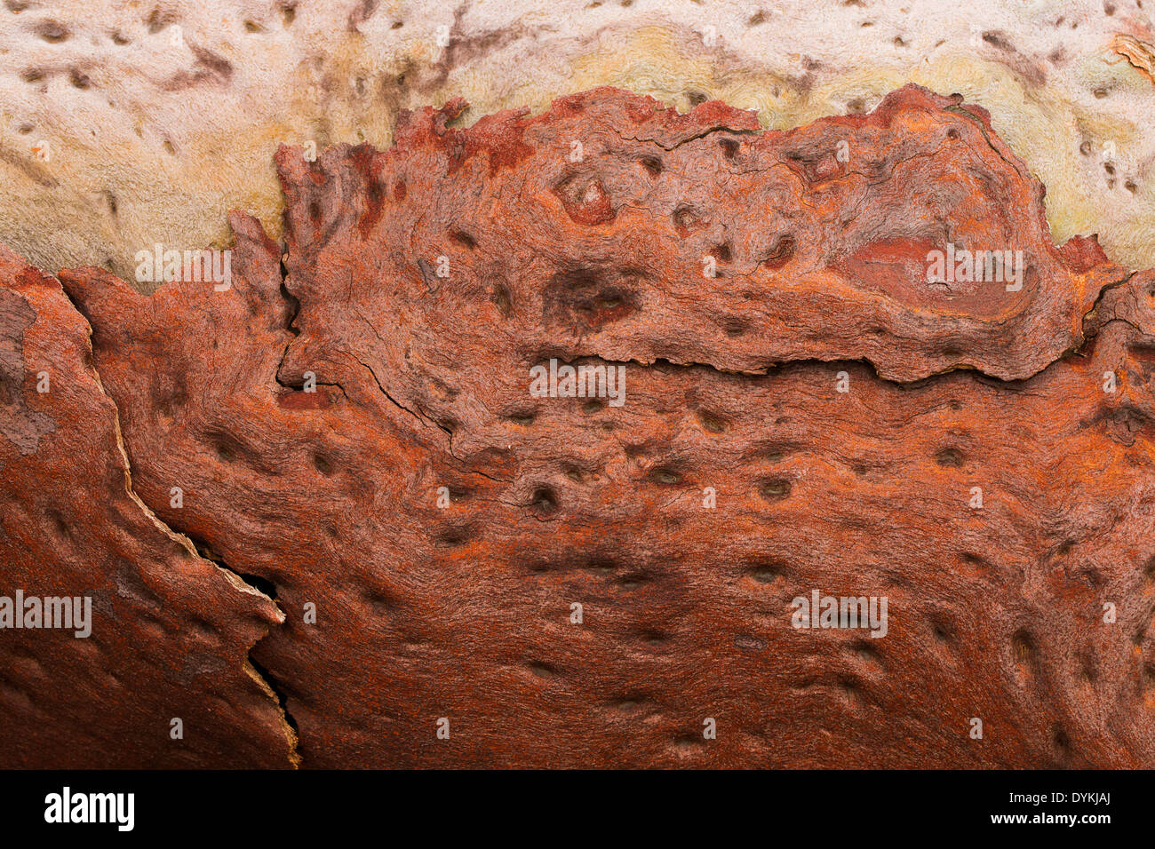 Schöne Farben und Muster auf Baumrinde nach einem Buschfeuer, Wollemi National Park, NSW, Australien Stockfoto