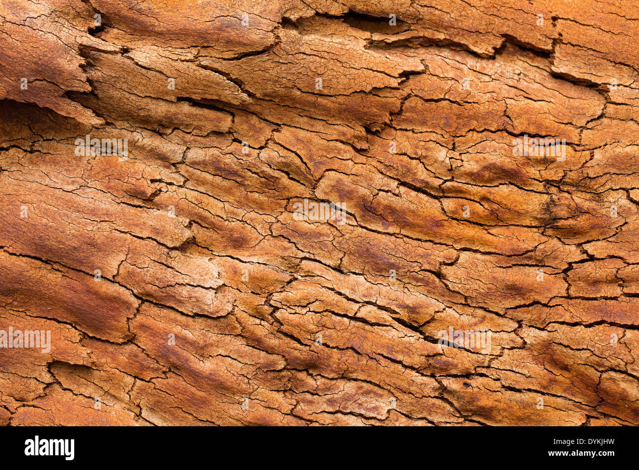 Schöne Farben und Muster auf Baumrinde nach einem Buschfeuer, Wollemi National Park, NSW, Australien Stockfoto