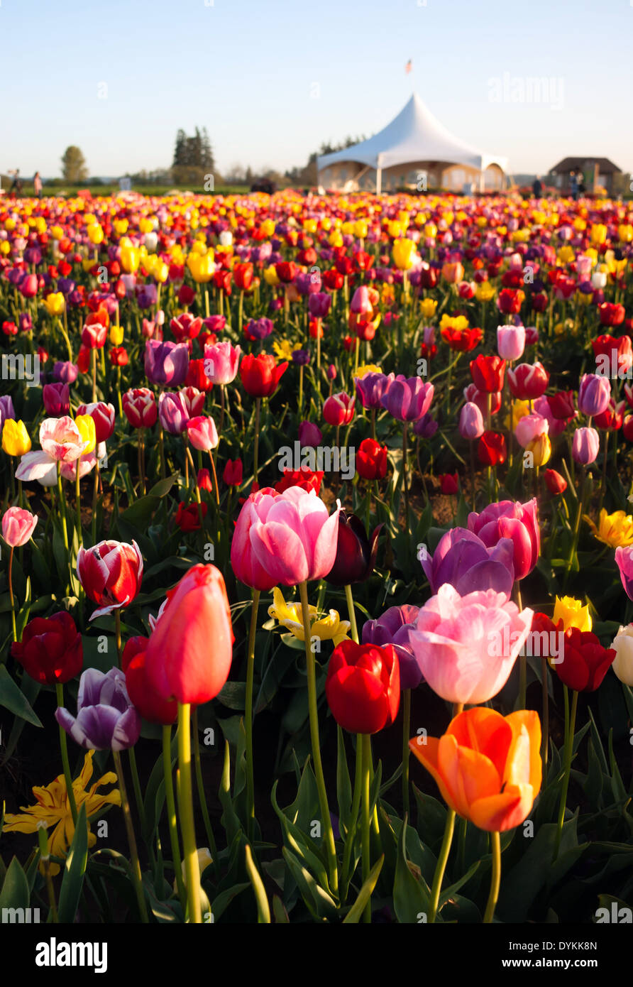 Vertikale Zusammensetzung eines großen Feldes voller Tulpen erntereif Stockfoto