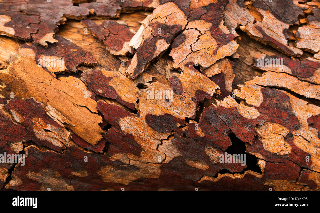 Schöne Farben und Muster auf Baumrinde nach einem Buschfeuer, Wollemi National Park, NSW, Australien Stockfoto