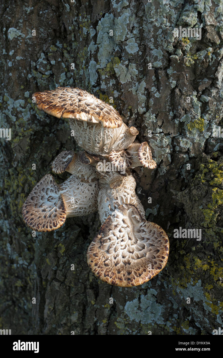 Funghi wachsen auf Tree Bark Stockfoto