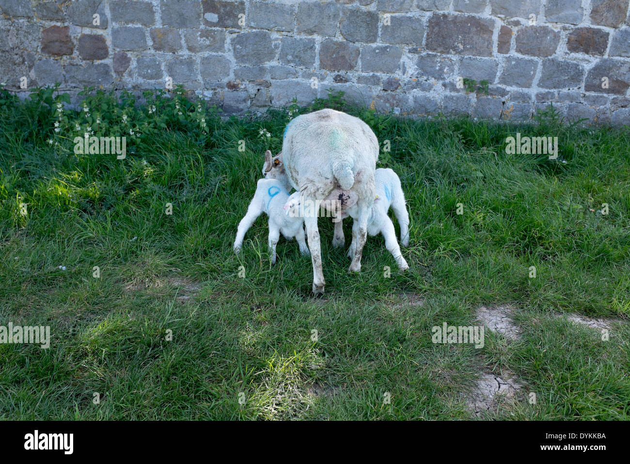 Junge Lämmer säugen Stockfoto