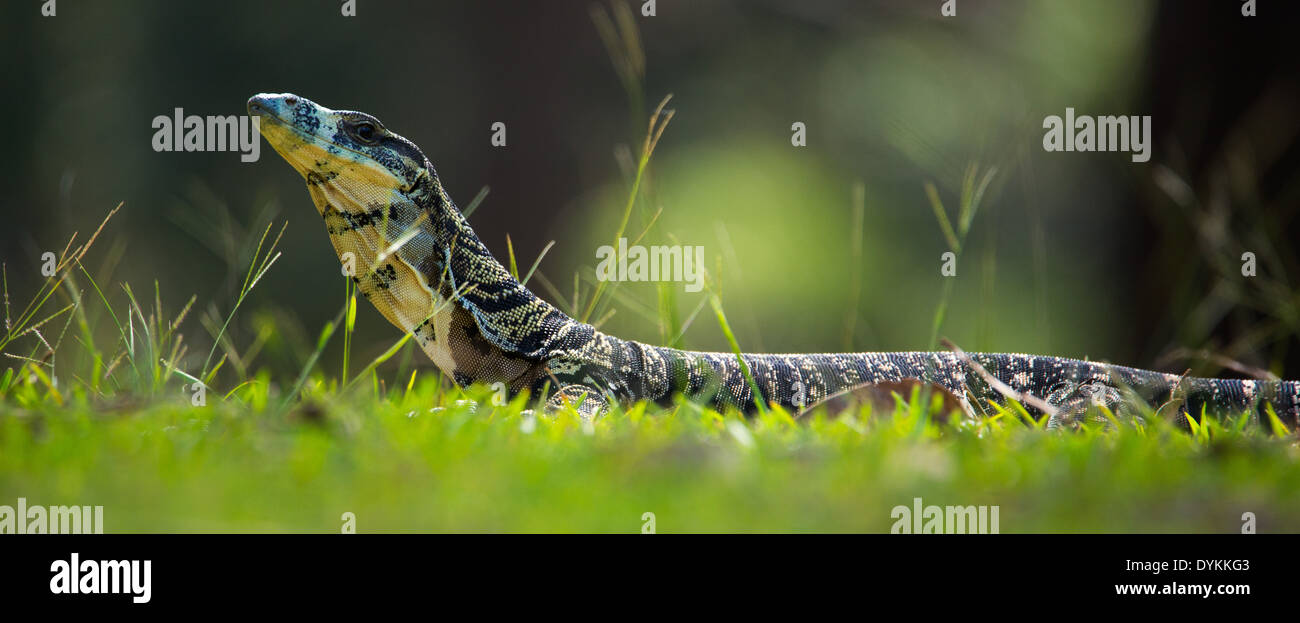 Spitzen-Monitor, Varanus Varius, Royali National Park, NSW, Australien Stockfoto