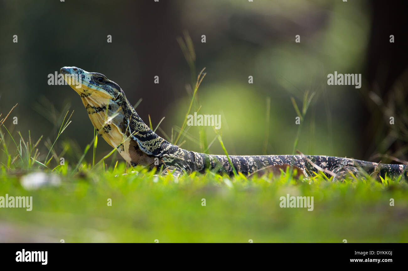 Spitzen-Monitor, Varanus Varius, Royali National Park, NSW, Australien Stockfoto