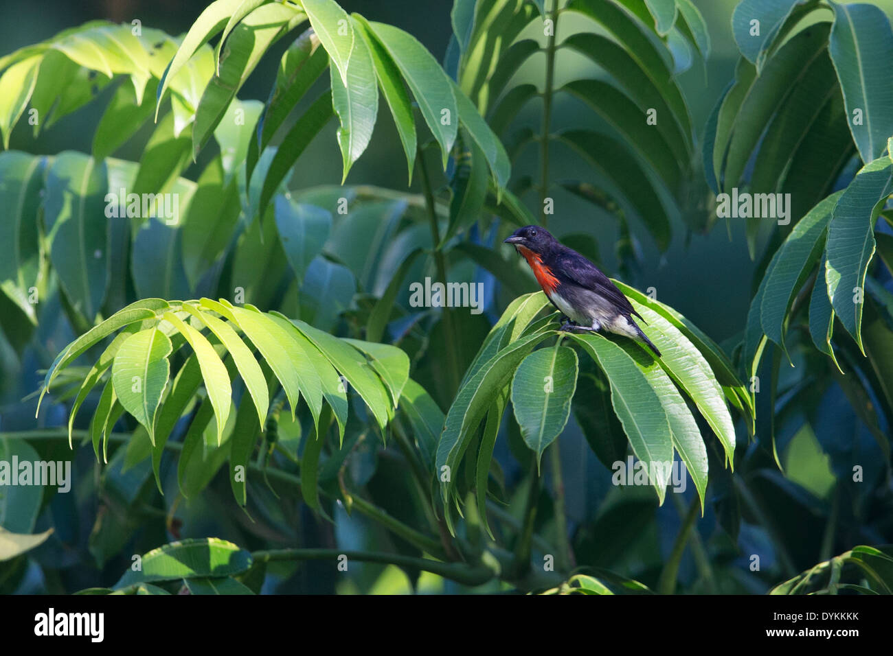 Grau-seitig Flowerpecker (Dicaeum Celebicum Celebicum), auf Nahrungssuche in einem Baum Stockfoto