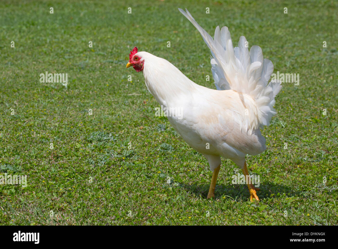 Weißes Huhn (Gallus gallus domesticus) Stockfoto