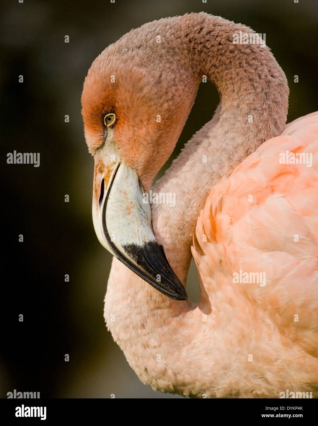 Flamingo hautnah Stockfoto