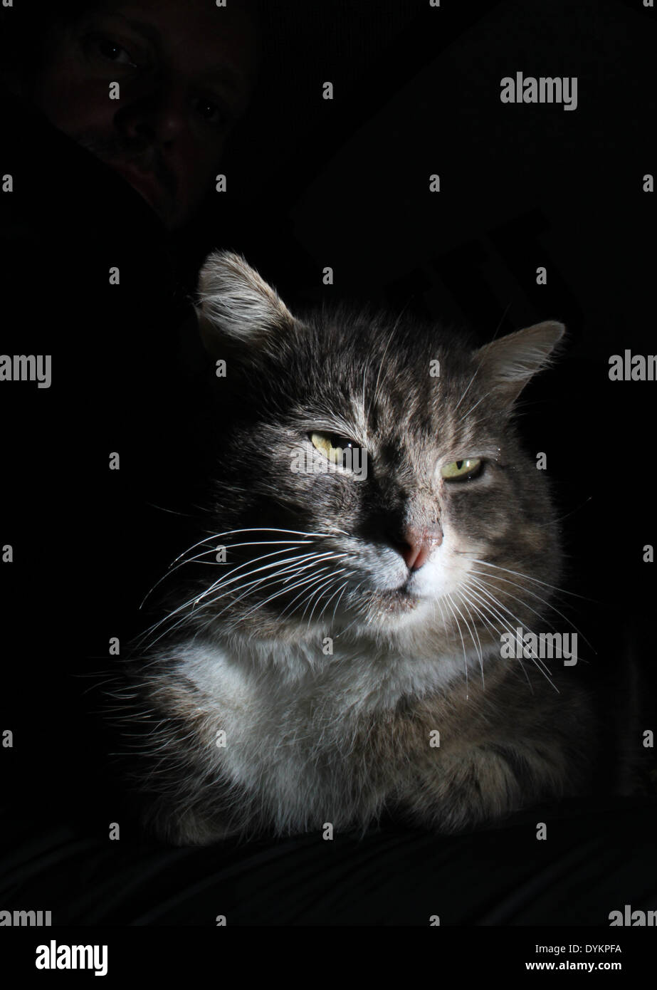 Porträt von Tabby Katze mit schwarzem Hintergrund Stockfoto