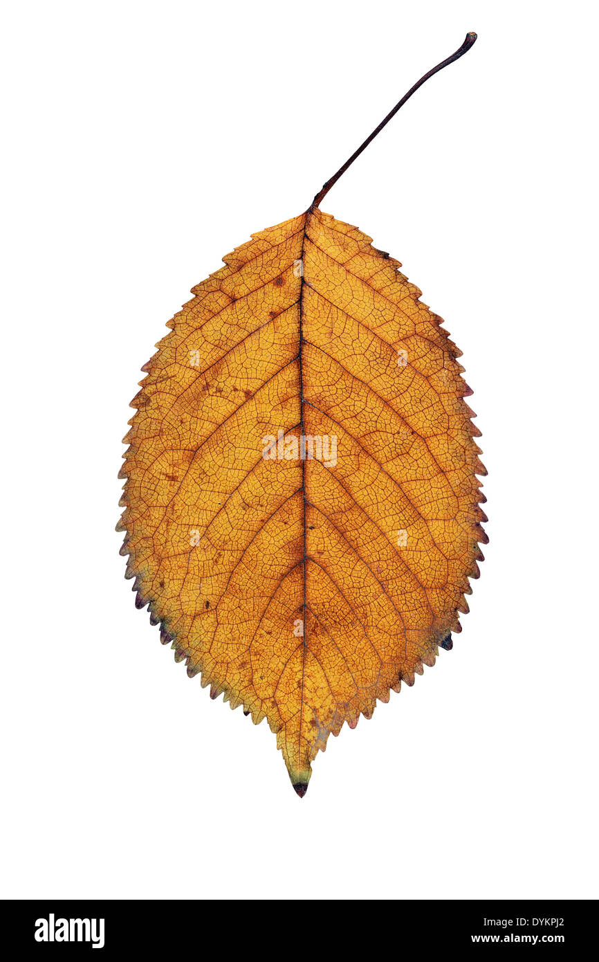 Goldene faded Cherry Blatt Detail isoliert auf weißem Hintergrund Stockfoto