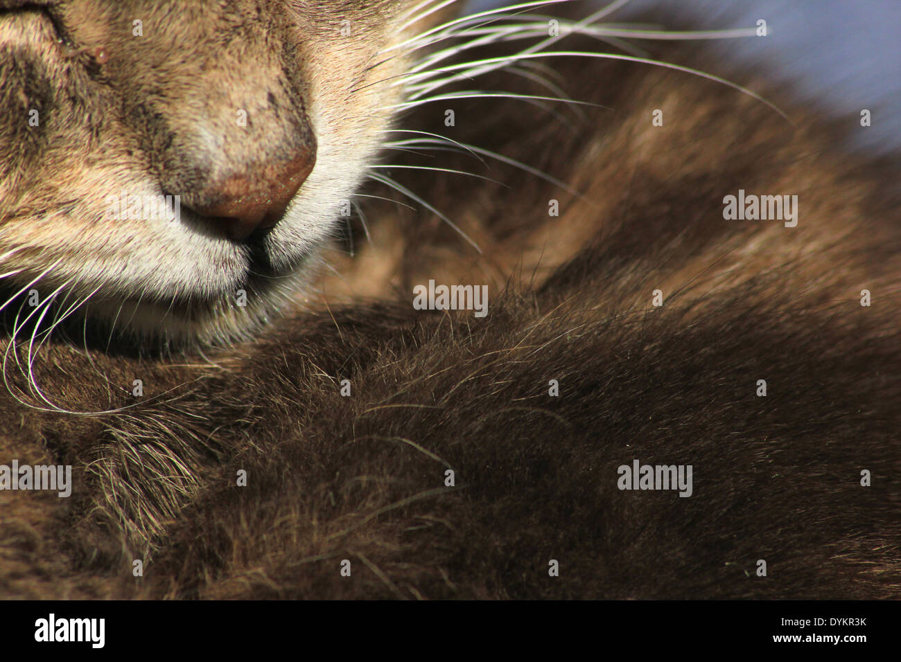 Nahaufnahme von Tabby Katze Stockfoto