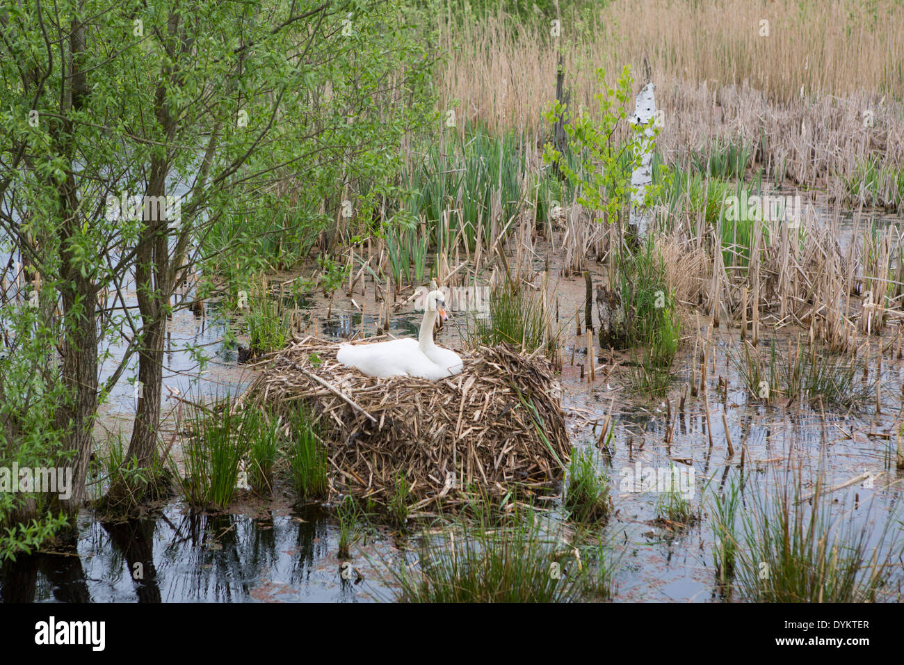 Die inkubation Schwan auf dem Nest bei 'de Peel" eine Landschaft in den Niederlanden Stockfoto