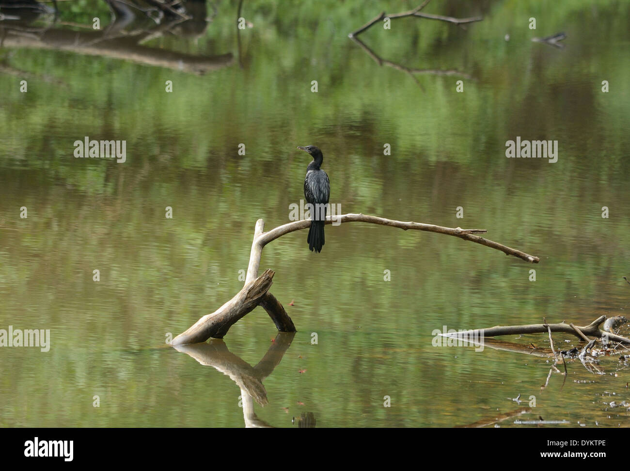 schöne kleine Kormoran (Phalacrocorax Niger) auf der Suche nach Fischen am Fluss Stockfoto