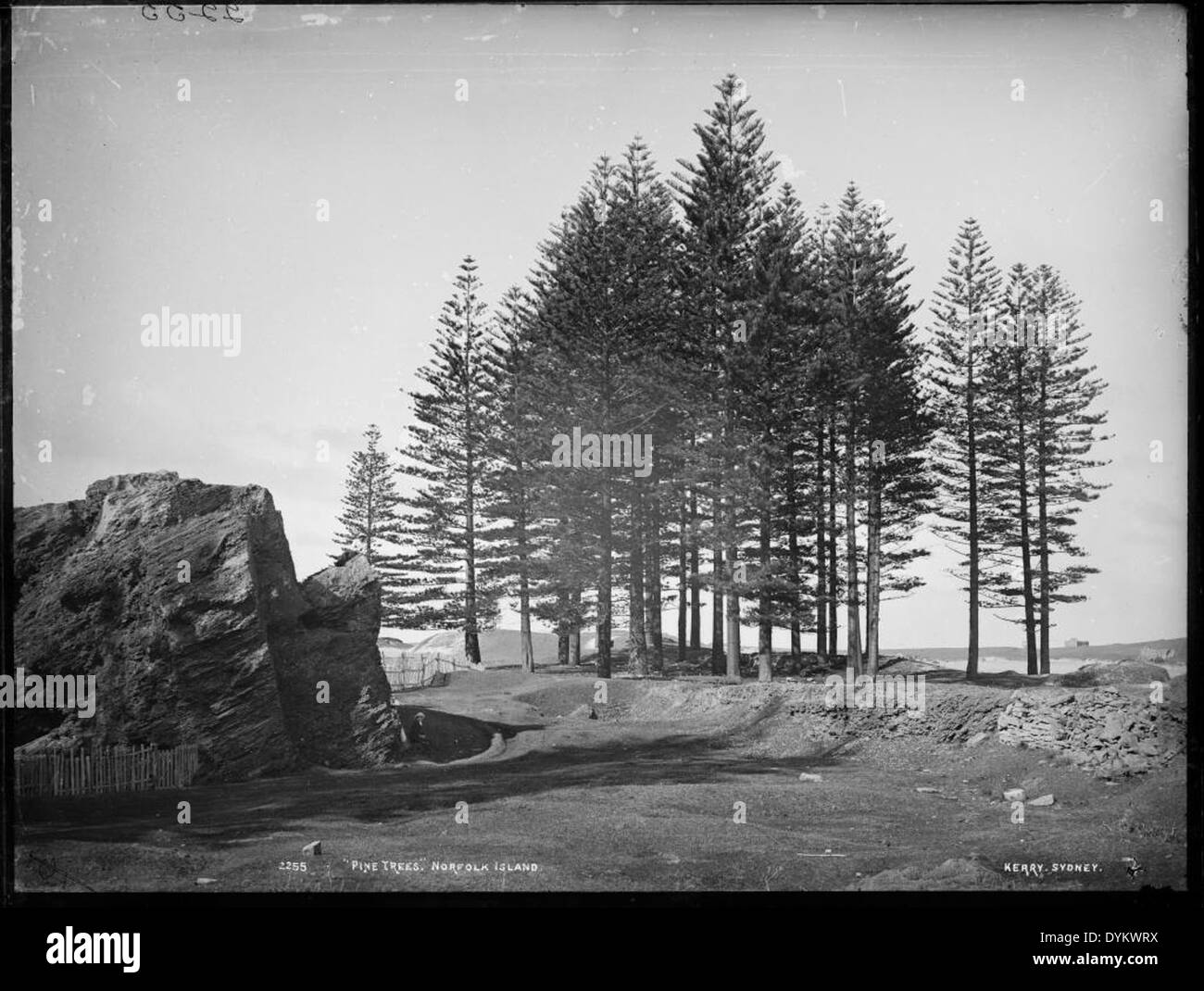 Dieses Schwarzweiß-Bild zeigt Kiefern auf Norfolk Island im Powerhouse Museum. Die Norfolk Island Pines sind eine besondere Art, die für ihr symmetrisches Wachstum und ihr robustes Aussehen bekannt ist. Stockfoto