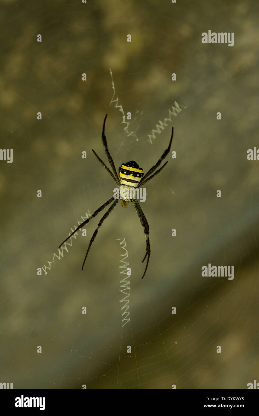 schöne weibliche Golden Orb Spinne ihr Netz hängen Stockfoto