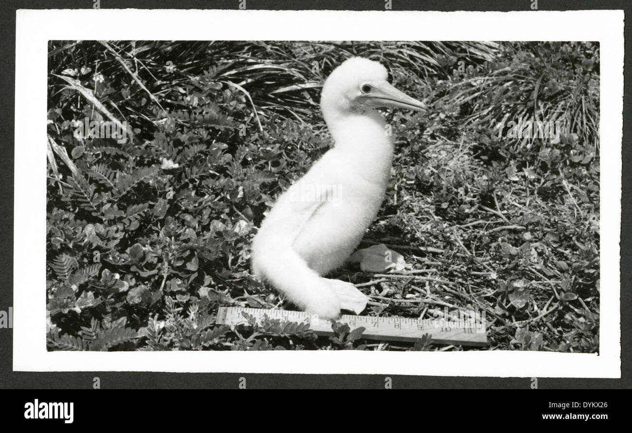 Eine 28 Tage alte Brown Booby Chick (Sula leucogaster) aus dem Kure Atoll, beobachtet und dokumentiert im Rahmen von ornithologischen Langzeitstudien. Diese Forschung trägt zum Verständnis der Entwicklung und Ökologie von Seevögeln bei. Stockfoto
