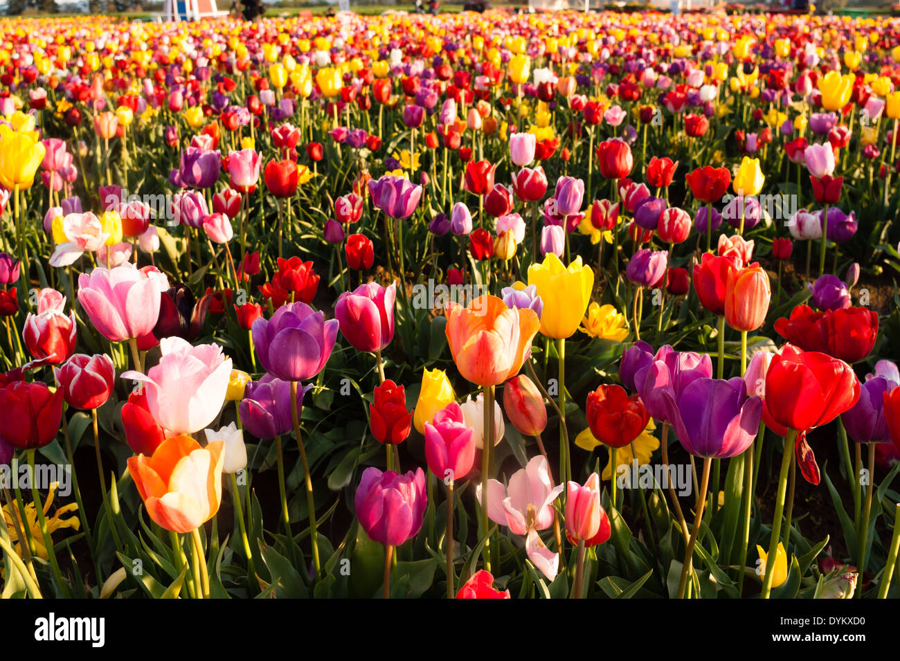 Horizontale Zusammensetzung eines großen Feldes voller Tulpen erntereif Stockfoto