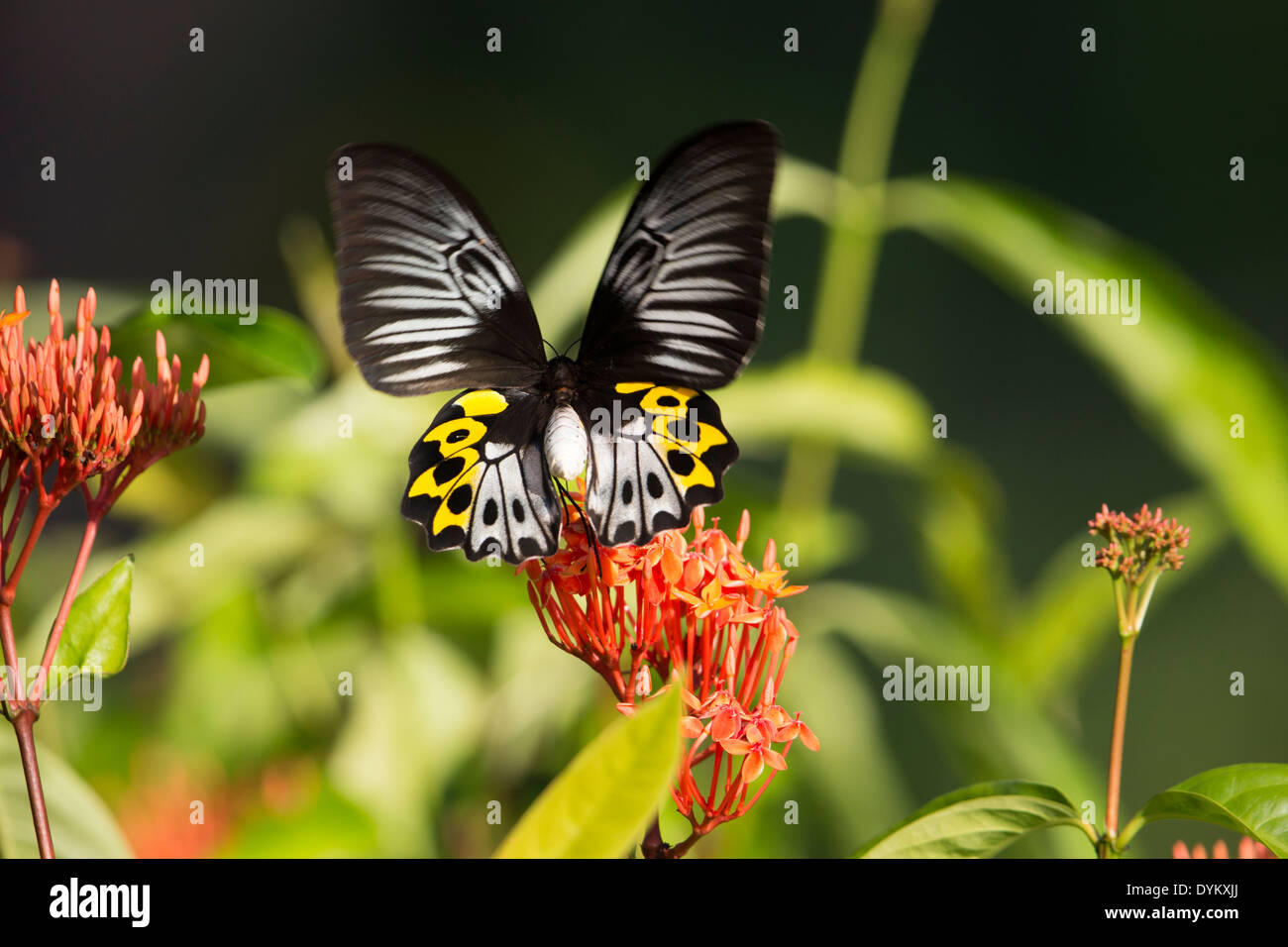 Schmetterling im Kungkungan Bay Resort in Nord-Sulawesi, Indonesien. Stockfoto