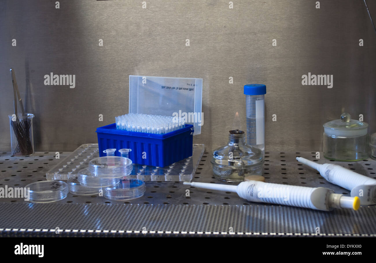 Am Arbeitsplatz des Forschers im Feld laminar. Anlagen und Einrichtungen für wissenschaftliche Experimente. Stockfoto