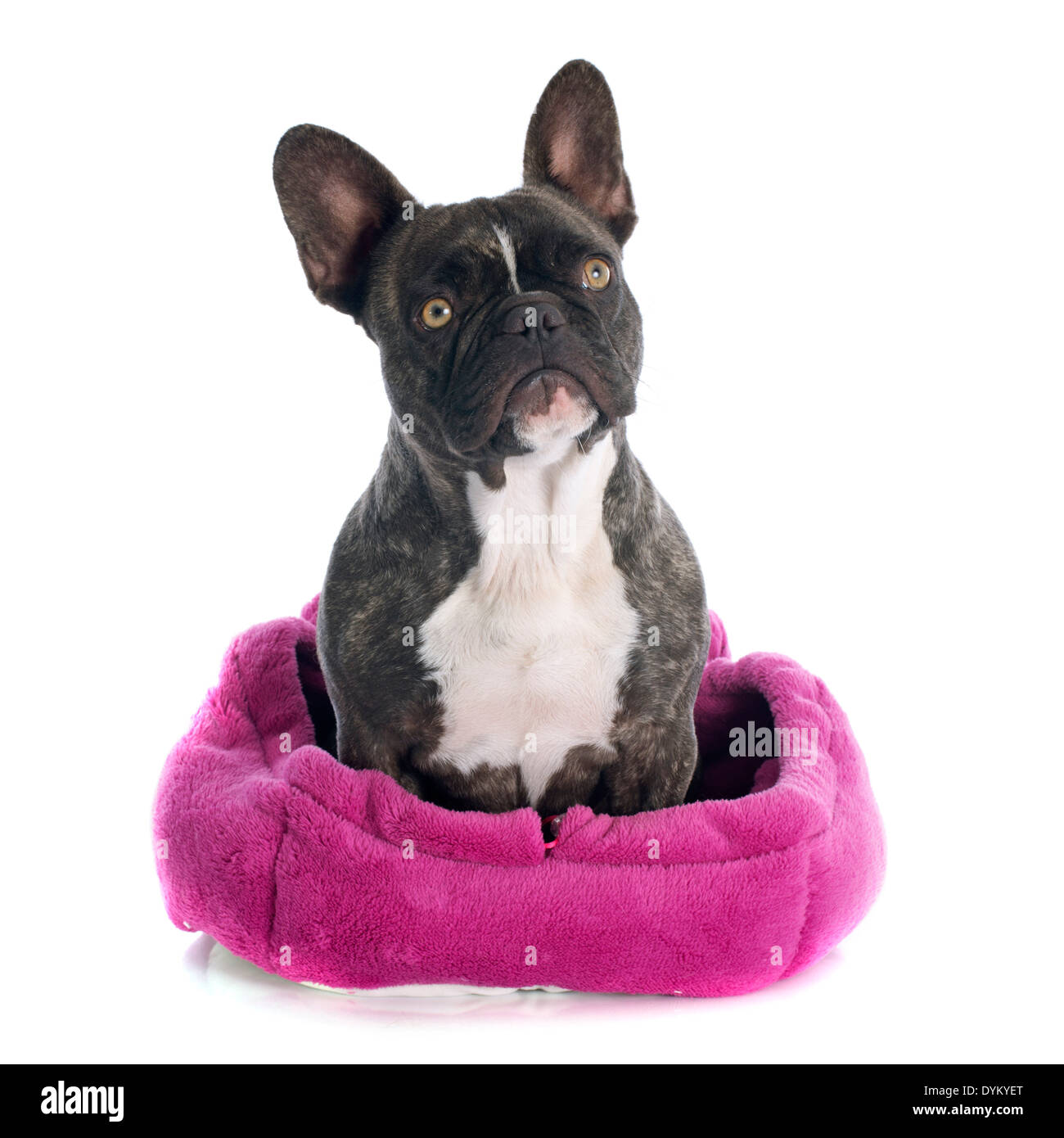 French bulldog in bed -Fotos und -Bildmaterial in hoher Auflsung  Alamy