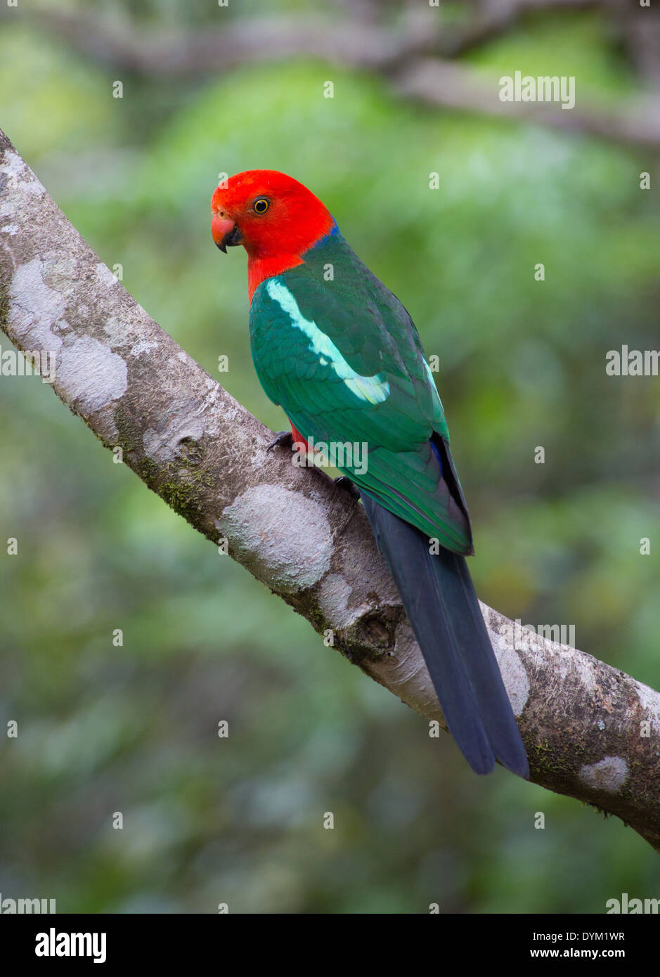 Australische King Parrot (Alisterus Scapularis), Queensland, Australien Stockfoto